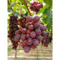 China Vitamin Rich Red Globe Crimson Seedless Grape